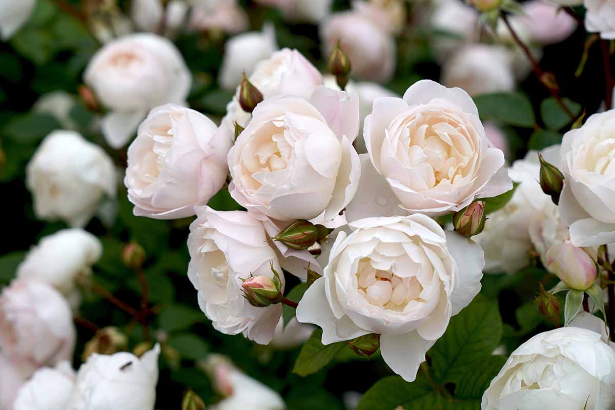 A close up horizontal image of Rosa 'Desdemona' blooms growing in the garden.