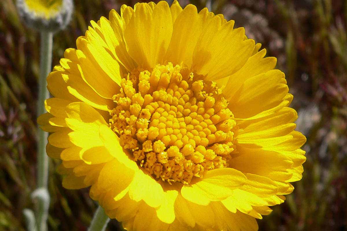 A close up horizontal image of a bright yellow desert marigold flower pictured in bright sunshine on a soft focus background.