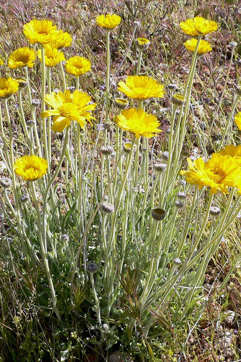A vertical image of desert marigolds growing wild pictured in bright sunshine.