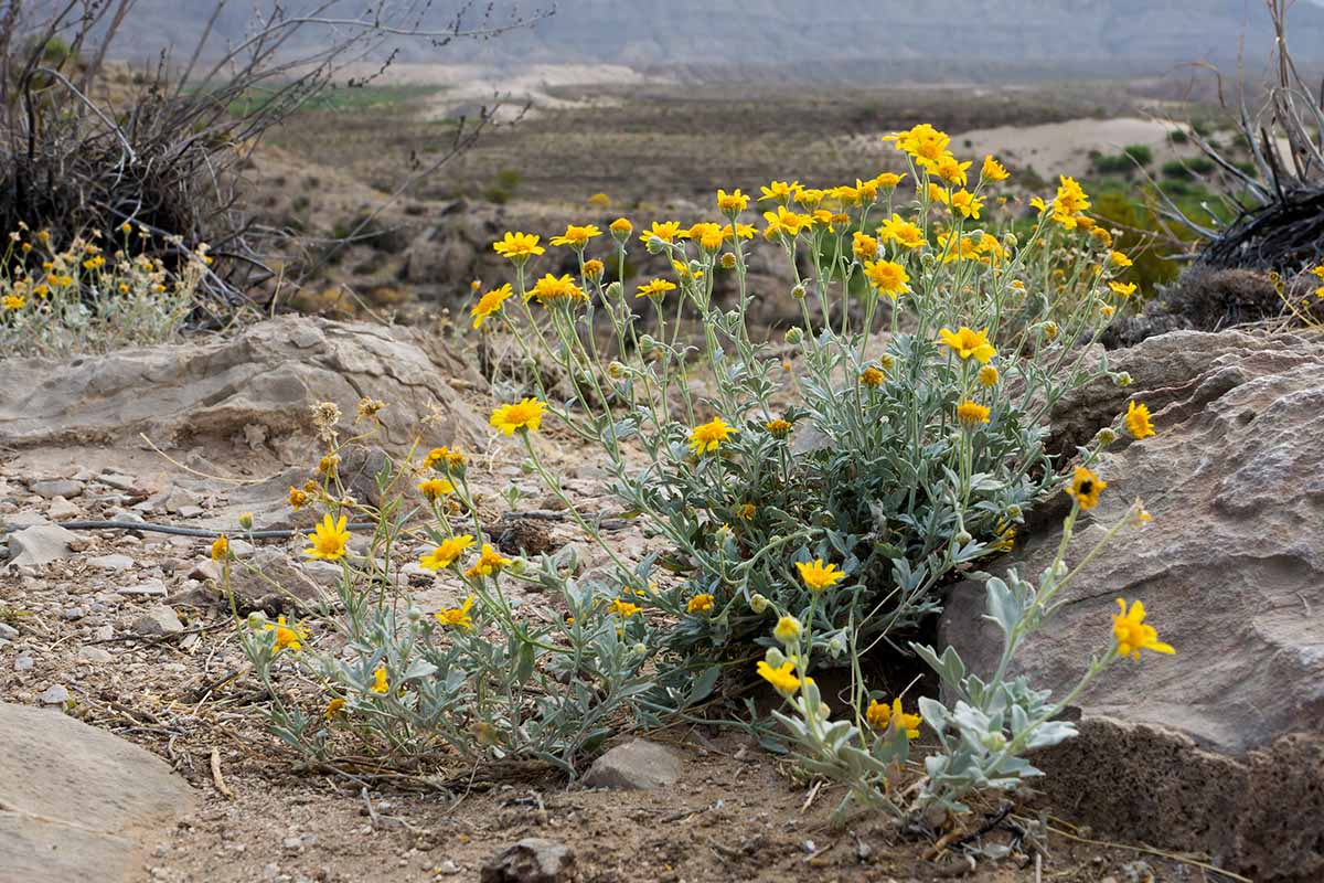 A horizontal image of a clump of desert marigolds growing in a rocky landscape.