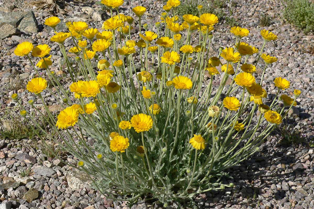 A close up horizontal image of a clump of bright yellow desert marigolds growing in rocky soil.