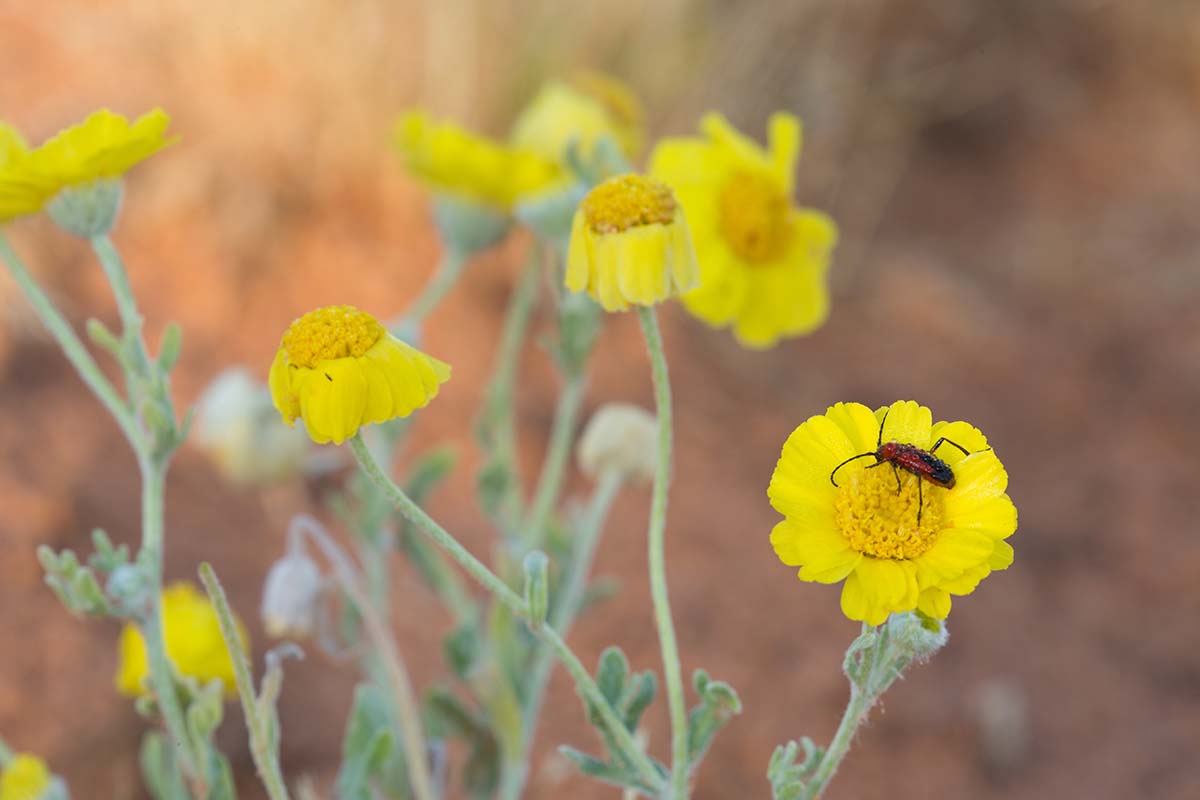A close up horizontal image of desert marigold flowers (Baileya multiradiata) pictured on a soft focus background.