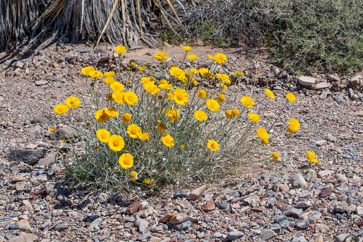 A horizontal image of a clump of desert marigolds (Baileya multiradiata) growing in a rocky location in bright sunshine.