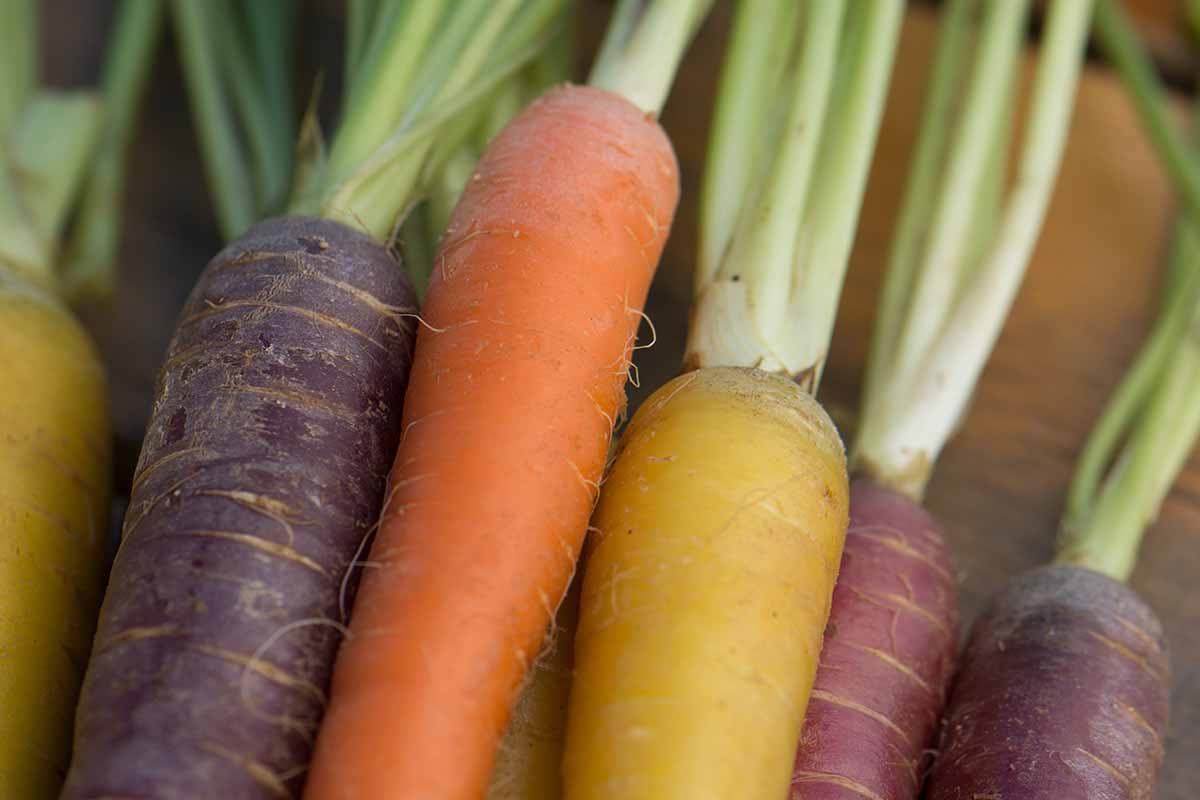 A close up horizontal image of yellow, orange, and purple carrots in a pile on a wooden surface.