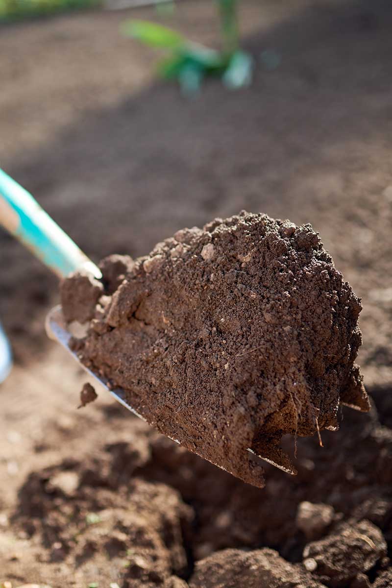 A close up vertical image of a garden fork digging up loose, rich soil.