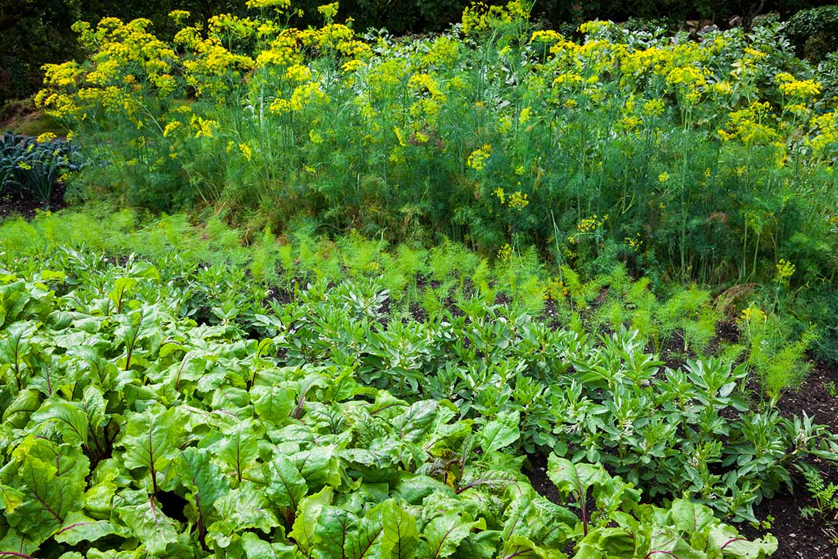 A horizontal image of a vegetable garden growing a variety of different crops.