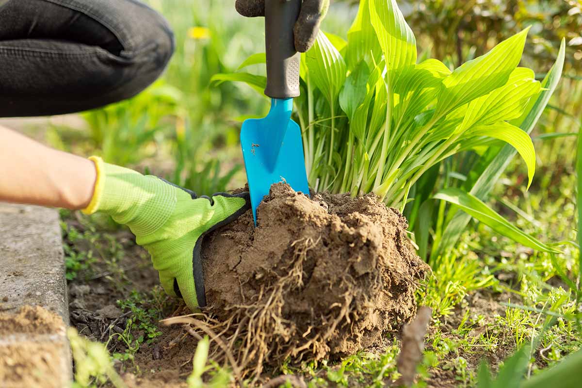 A horizontal image of a gardener using a small hand trowel to divide a hosta plant that has been dug out of the garden.