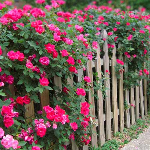 A square image of a rose shrub growing over a wooden fence festooned with pink flowers.