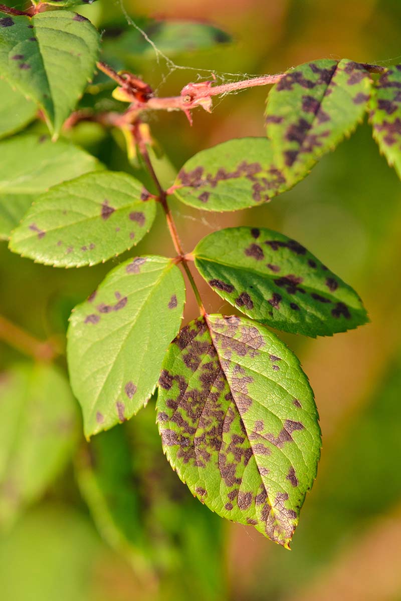 A close up vertical image of the symptoms of downy mildew on rose foliage pictured in light sunshine on a soft focus background.