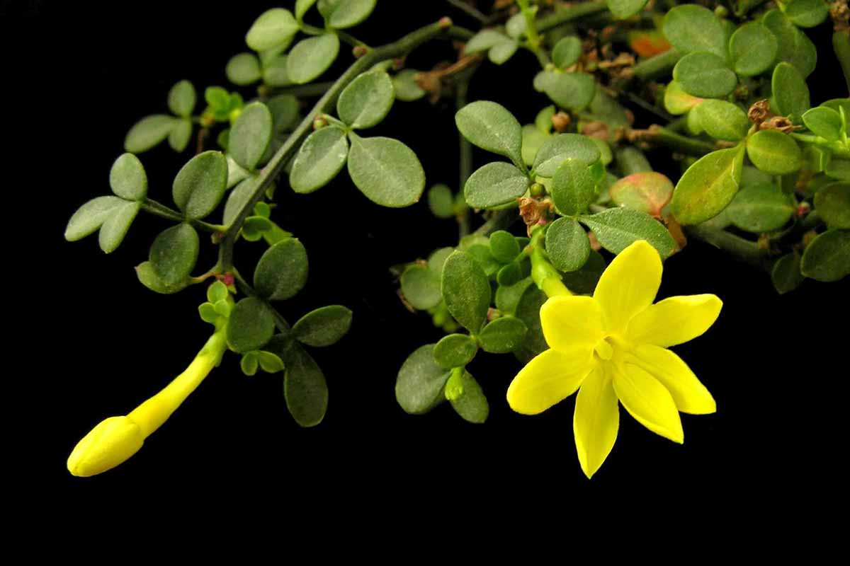 A close up horizontal image of a yellow flower surrounded by green foliage pictured on a dark background.