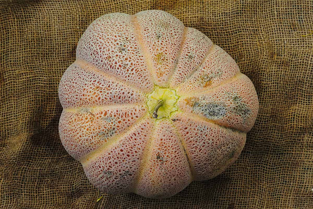 A close up horizontal image of a European cantaloupe melon set on a jute fabric.
