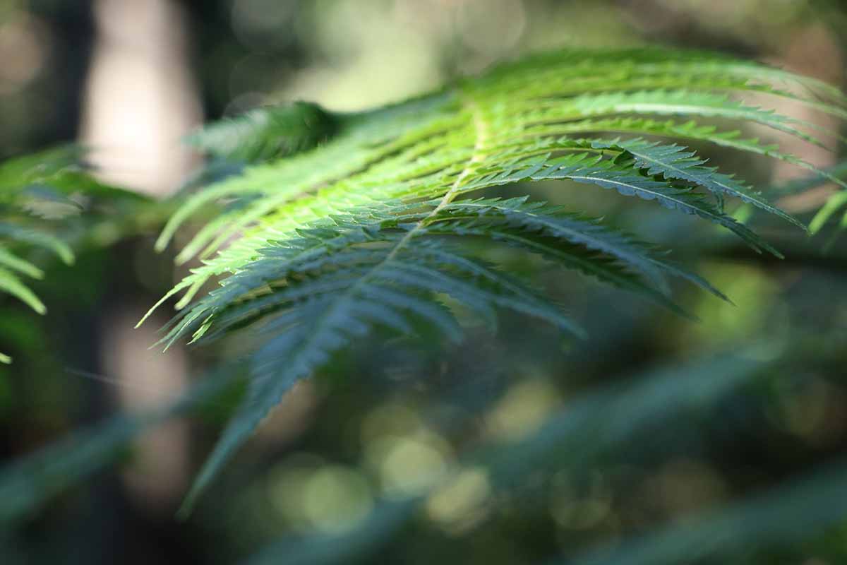 A close up horizontal image of fern foliage pictured in light sunshine on a soft focus background.