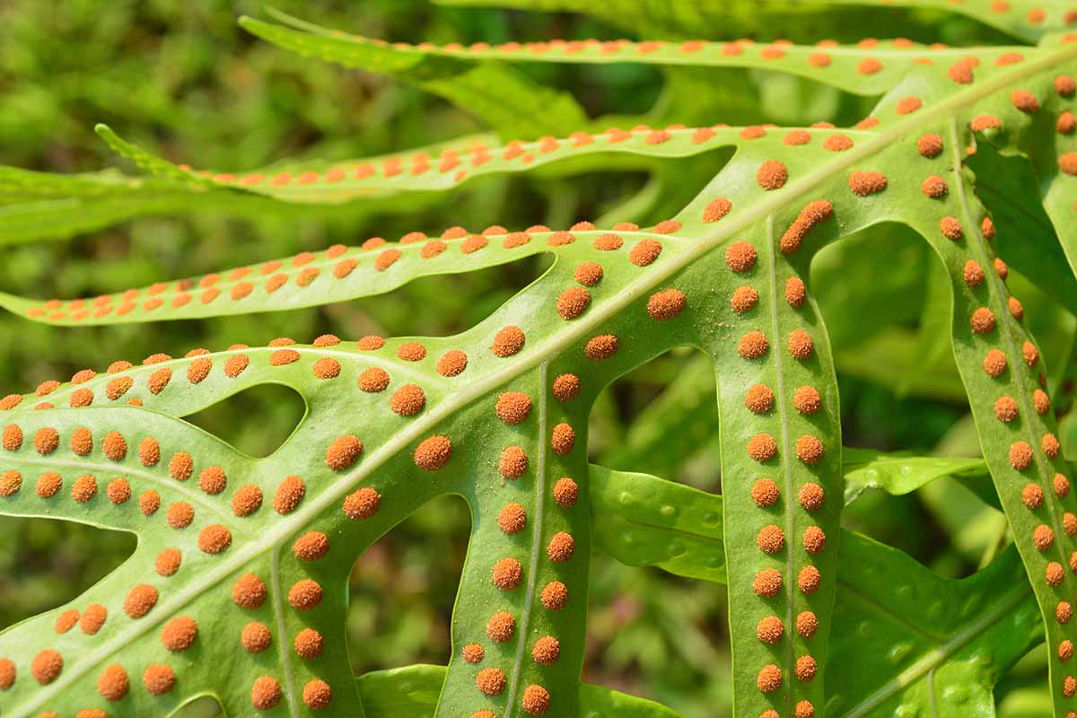 A close up of the orange spores on the underside of a fern leaf pictured on a soft focus background.