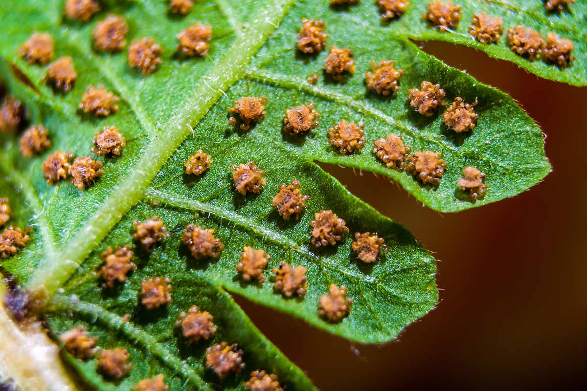 A macro image of fern spores on the underside of a leaf frond.