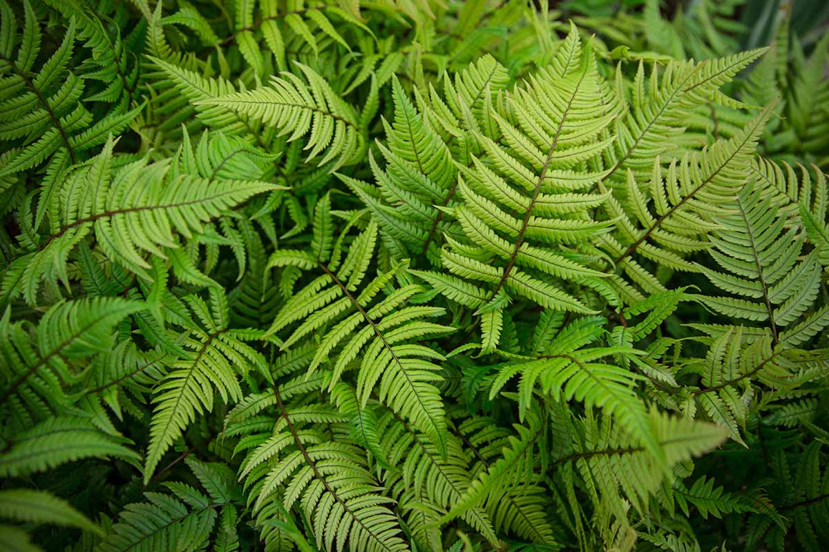 A close up of lots of bright green fern fronds doing their thing in the backyard.