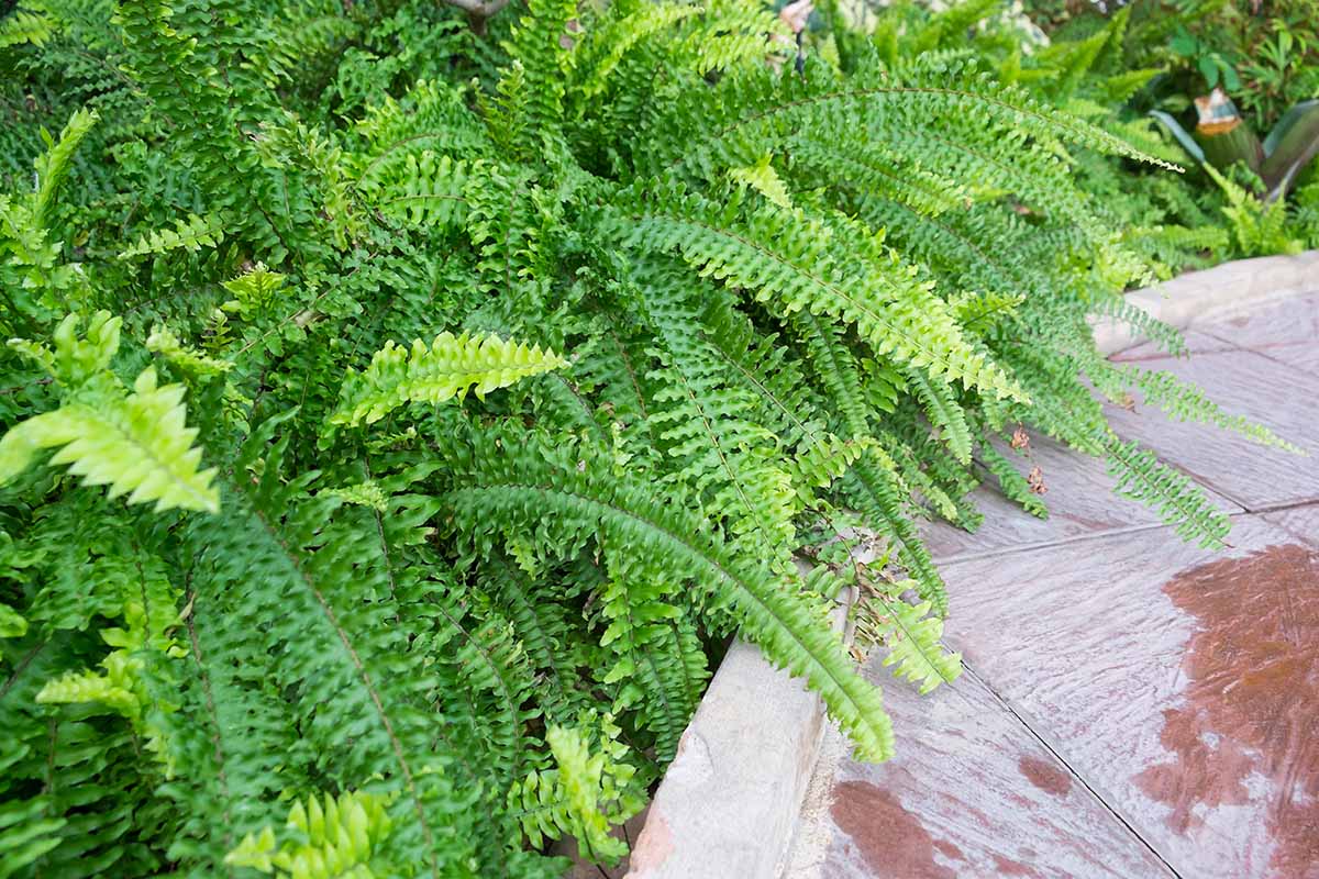 A close up horizontal image of a large clump of ferns growing beside a tiled patio.