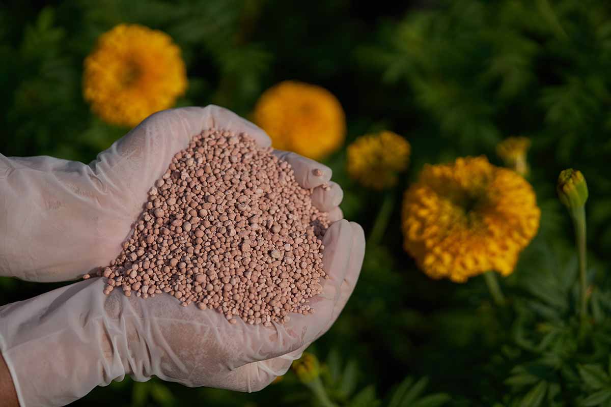 A close up horizontal image of two gloved hands from the left of the frame holding a handful of granular fertilizer with flowers and foliage in soft focus in the background.