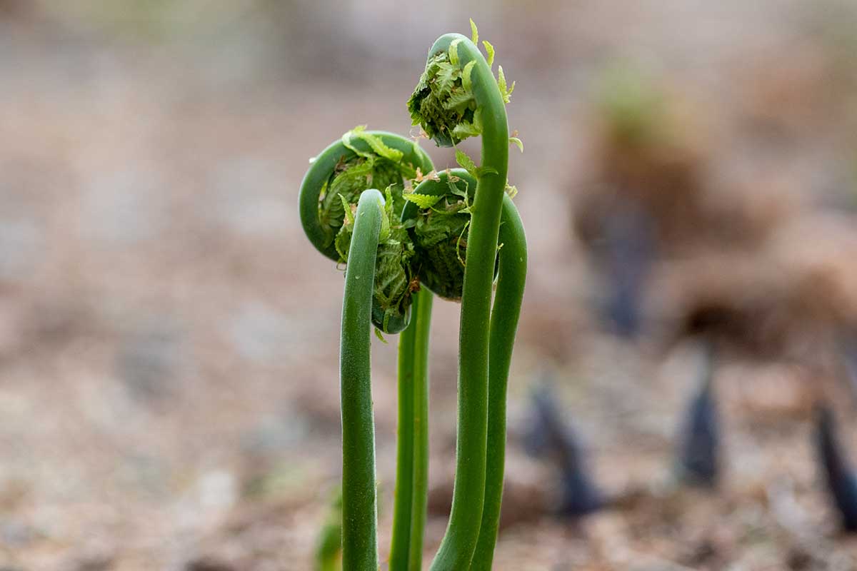 A close up horizontal image of fiddleheads emerging from the ground pictured on a soft focus background.