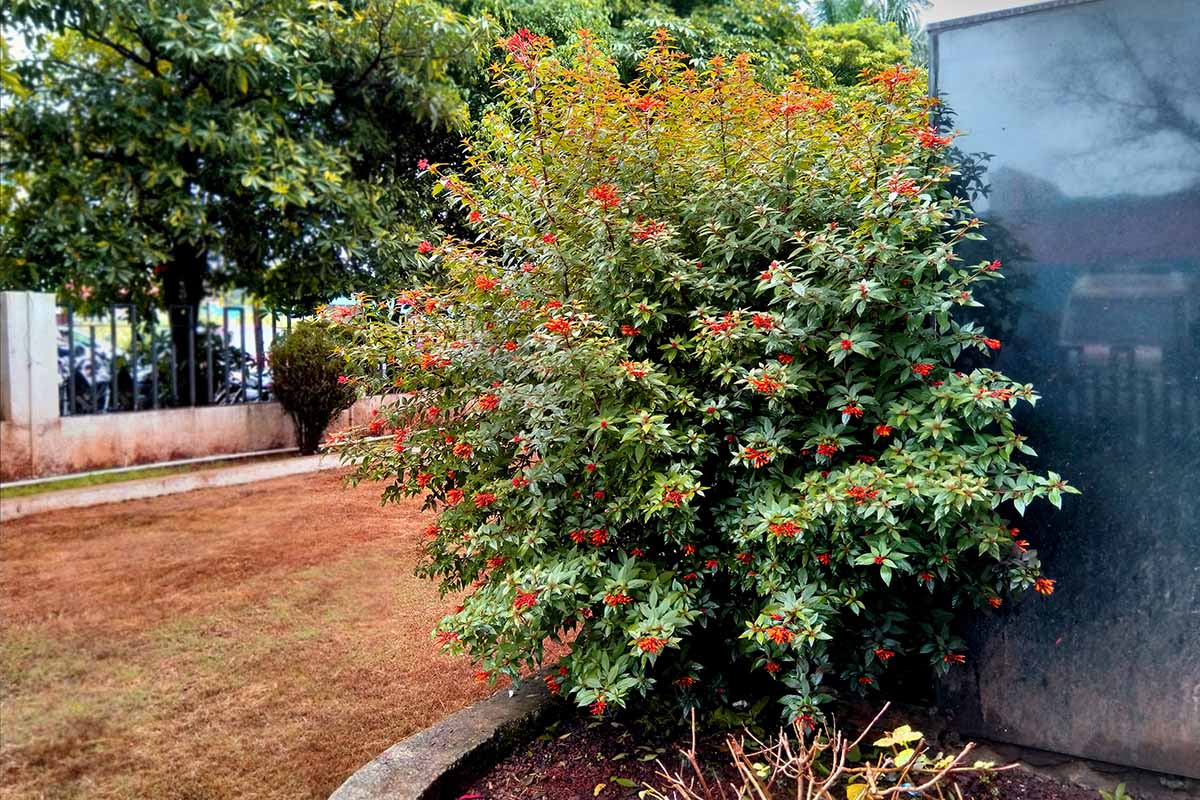 A horizontal image of a firebush shrub growing in a garden border.