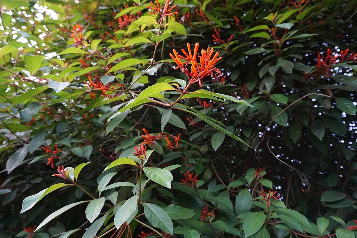 A close up of a large Hamelia patens (firebush) shrub growing in the backyard with orange and red flowers and glossy green foliage.