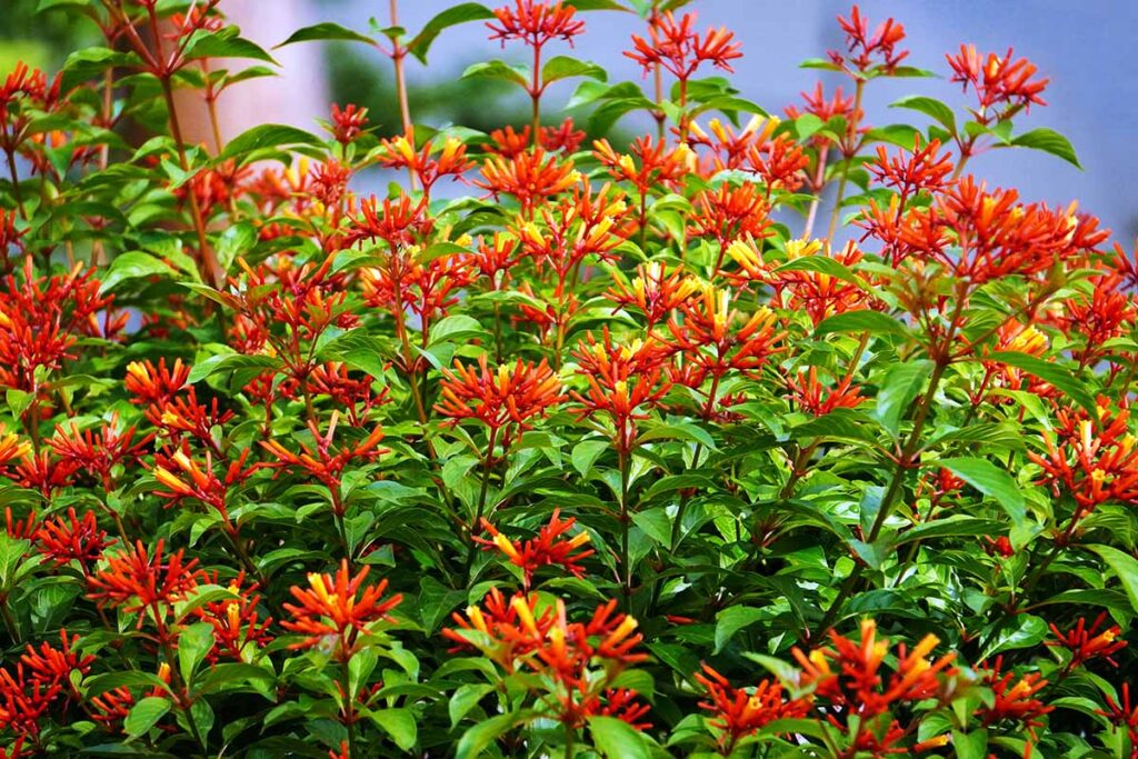 A close up horizontal image of the bright orange and red flowers of firebush (Hamelia patens) pictured on a soft focus background.