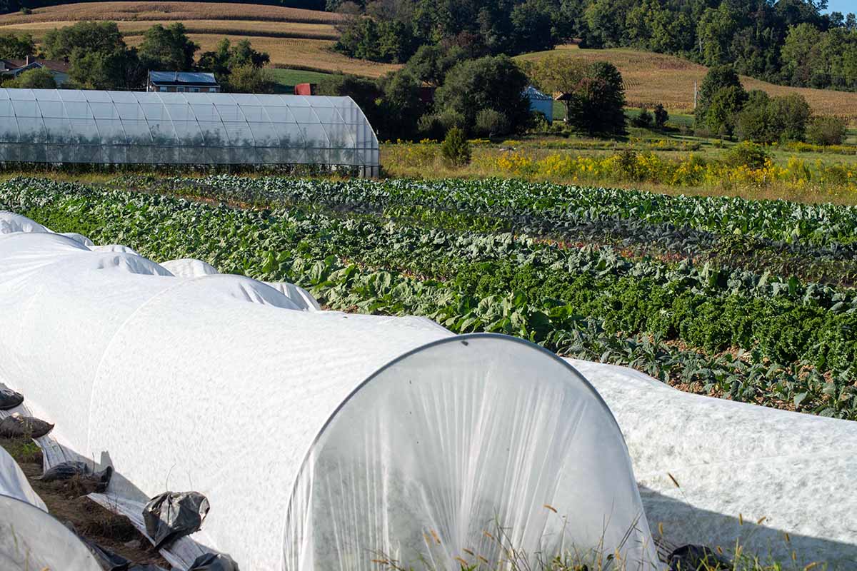 A horizontal image of a large vegetable garden with floating row covers to protect from pest infestation.