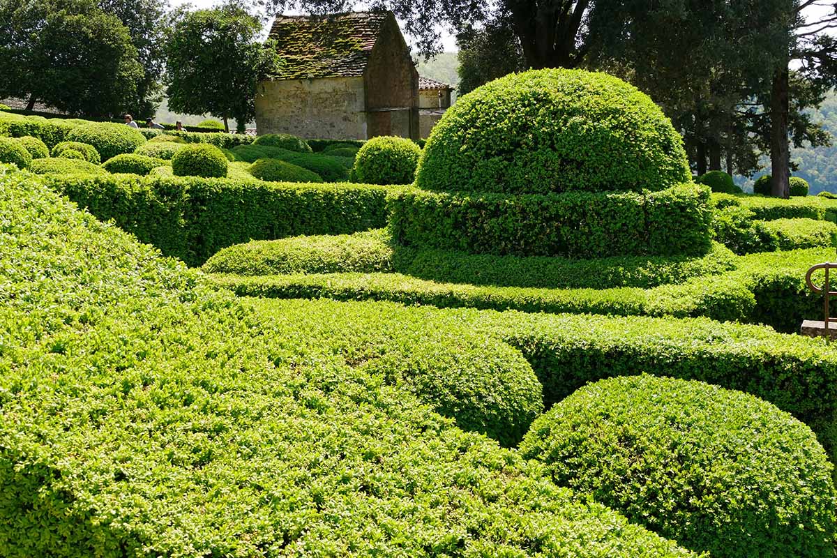 A horizontal image of a formal boxwood garden pictured in bright sunshine with a stone house in the background.