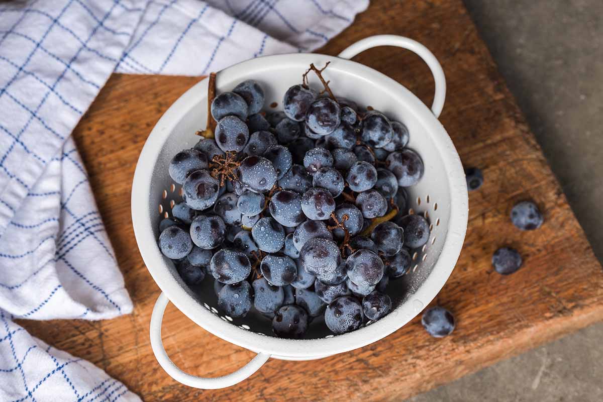A top down horizontal image of bunches of freshly harvested dark grapes in a white metal colander set on a wooden table.