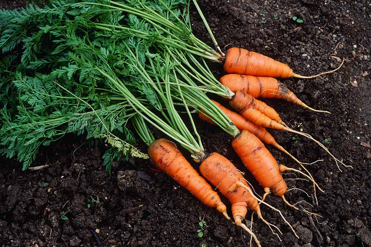 A close up horizontal image of a bunch of freshly harvested carrots set on the ground in the garden.