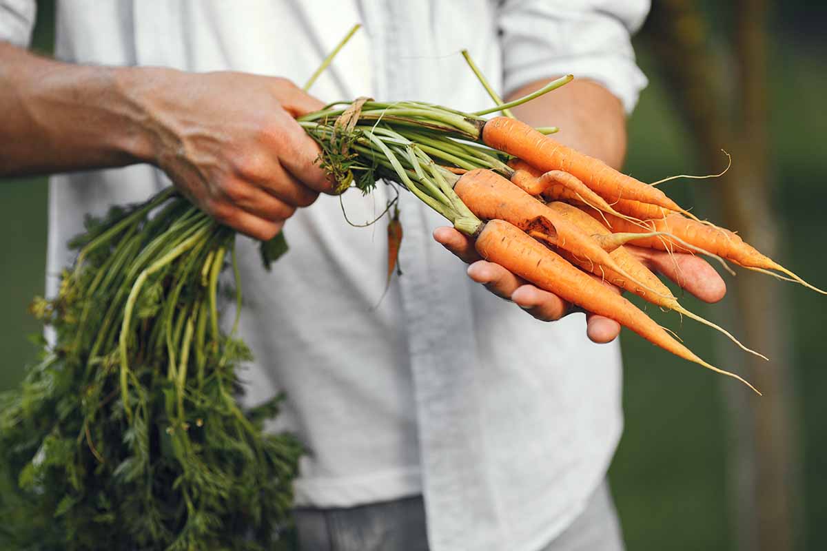 A close up horizontal image of a gardener holding a bunch of carrots with the tops tied together with string.