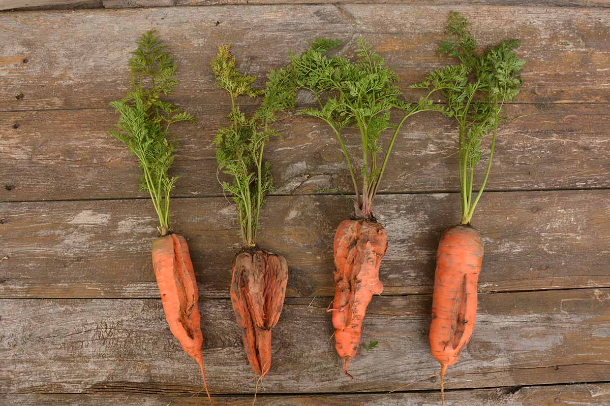 A horizontal image of four cracked and deformed carrots freshly harvested and set on a wooden surface.