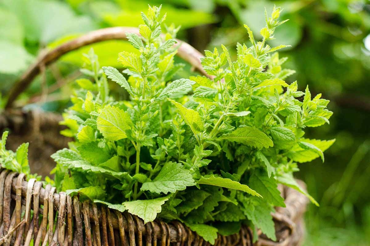 A close up horizontal image of freshly harvested Melissa officinalis in a wicker basket pictured on a soft focus background.
