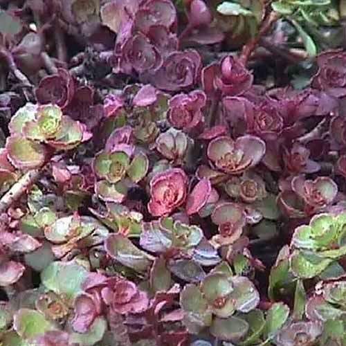 A close up square image of the foliage of 'Fuldaglut' stonecrop growing in the garden.
