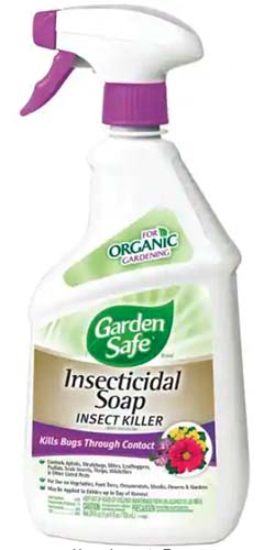 A close up of a bottle of Garden Safe Insecticidal Soap isolated on a white background.