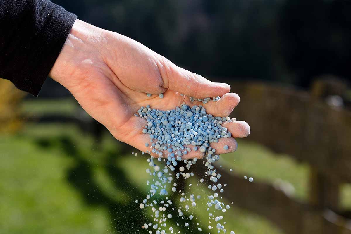 A close up horizontal image of a hand applying granular fertilizer in the garden pictured on a soft focus background.