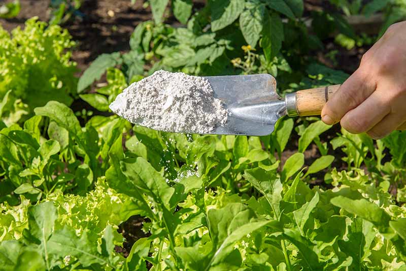 A close up horizontal image of a hand from the right of the frame holding a small trowel and applying pest control powder to the vegetable garden.