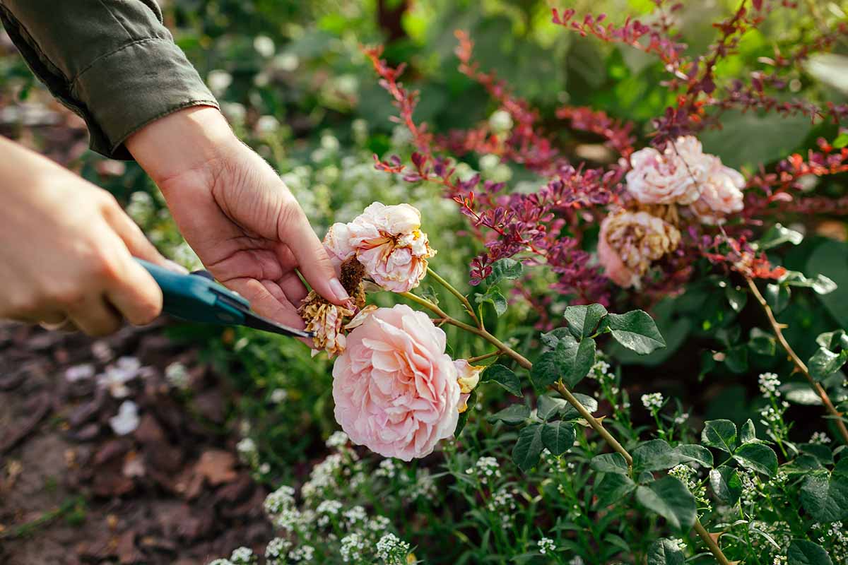 How and When to Prune Roses | Gardener's Path