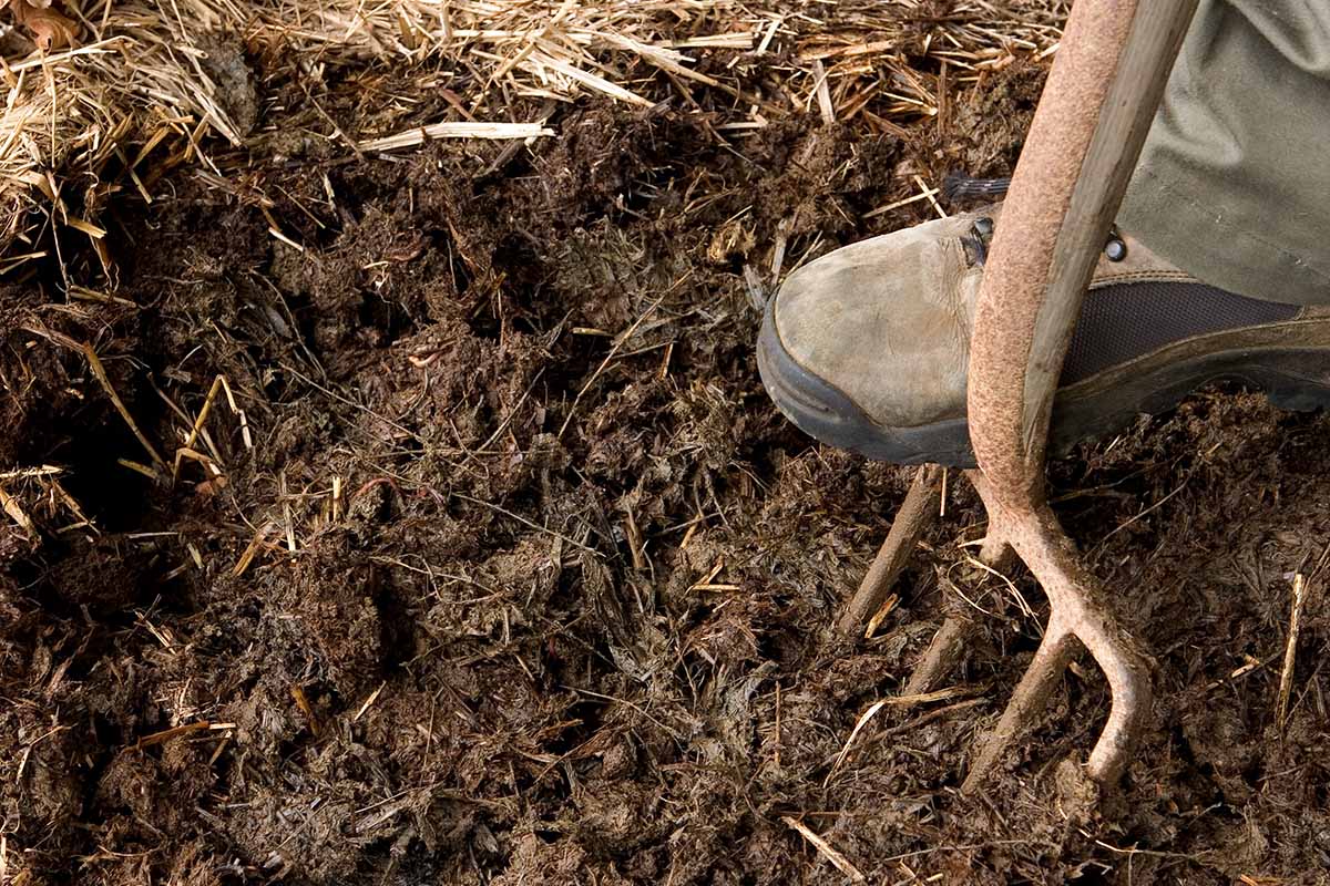 A close up horizontal image of a gardener digging a manure pile with a garden fork.