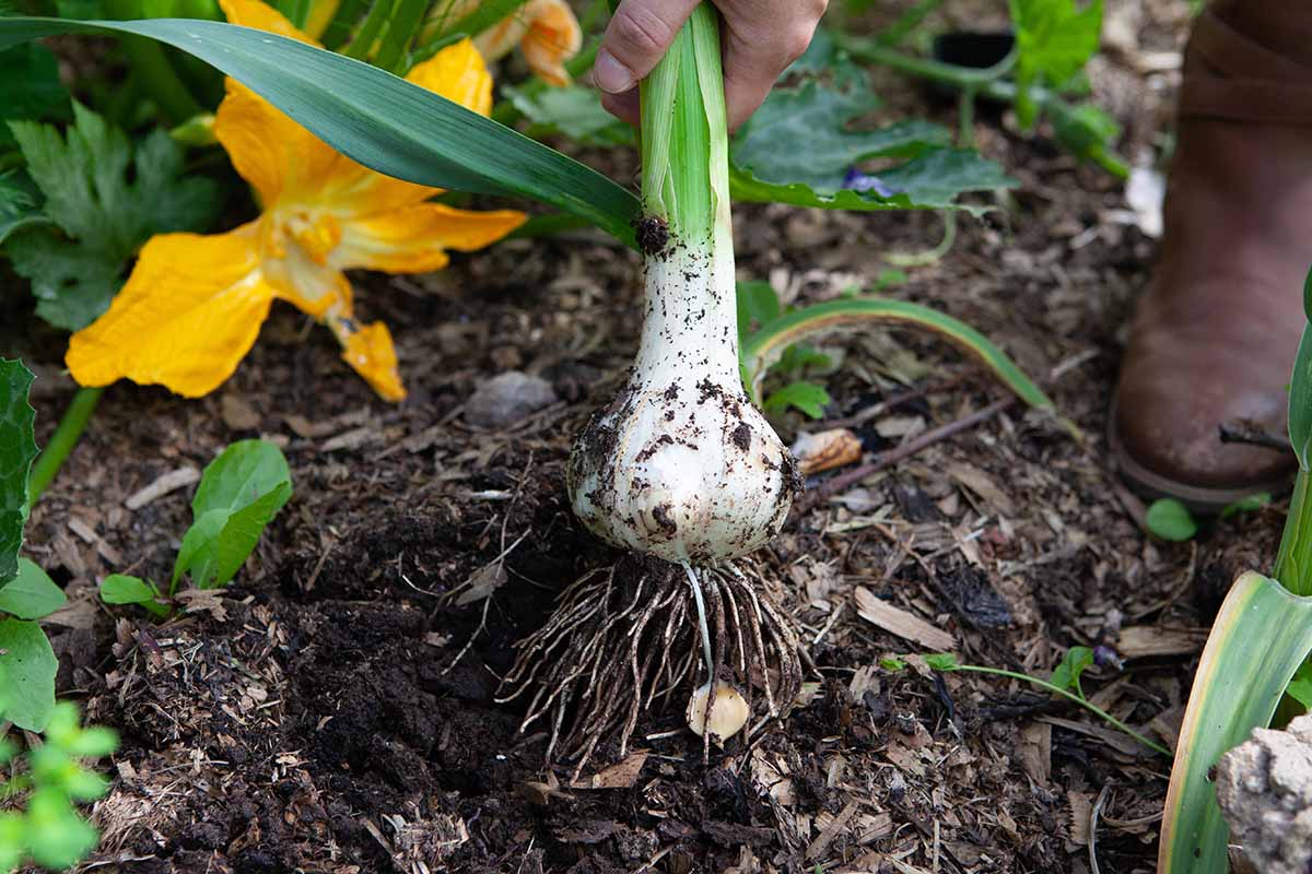 A close up of a gardener pulling a large garlic bulb out of the garden.