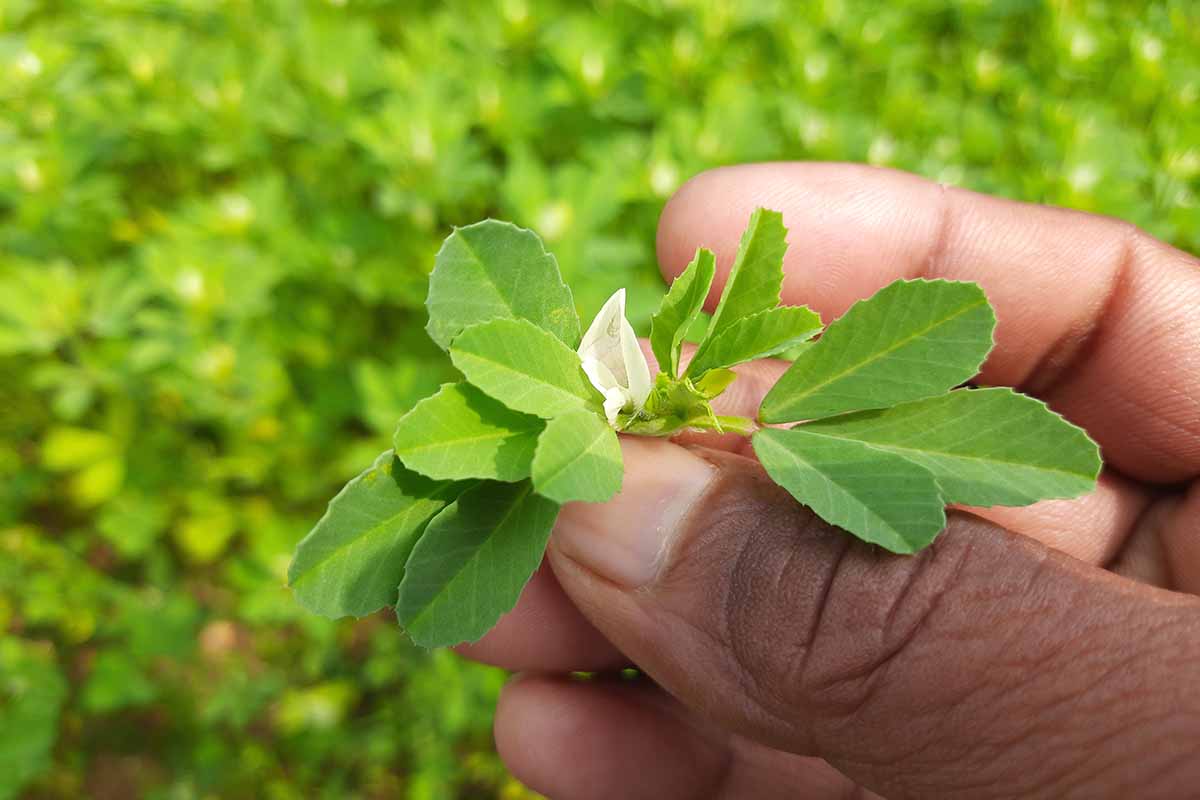 A close up of a hand from the right of the frame holding a fenugreek flower pictured on a soft focus background.
