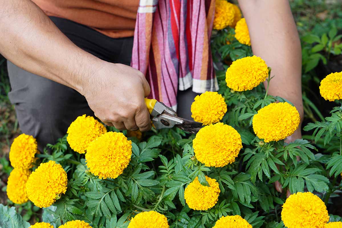 A close up of a gardener using a pair of secateurs to cut French marigold flowers growing in the garden.