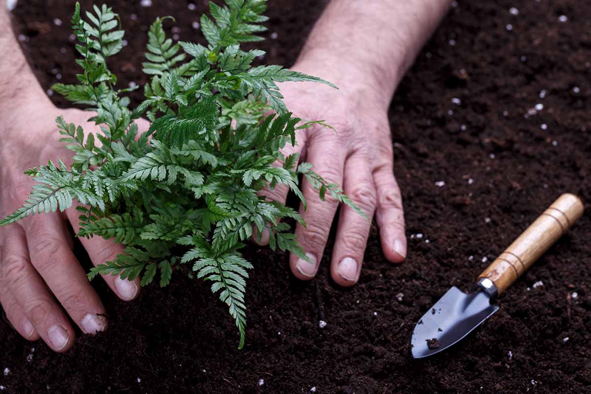 A close up horizontal image of a gardener planting a small seedling into dark rich soil in the garden.
