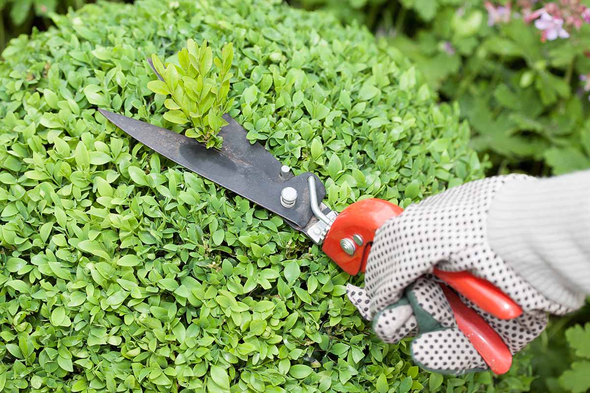A close up horizontal image of a gloved hand from the left of the frame using shears to trim a boxwood shrub.
