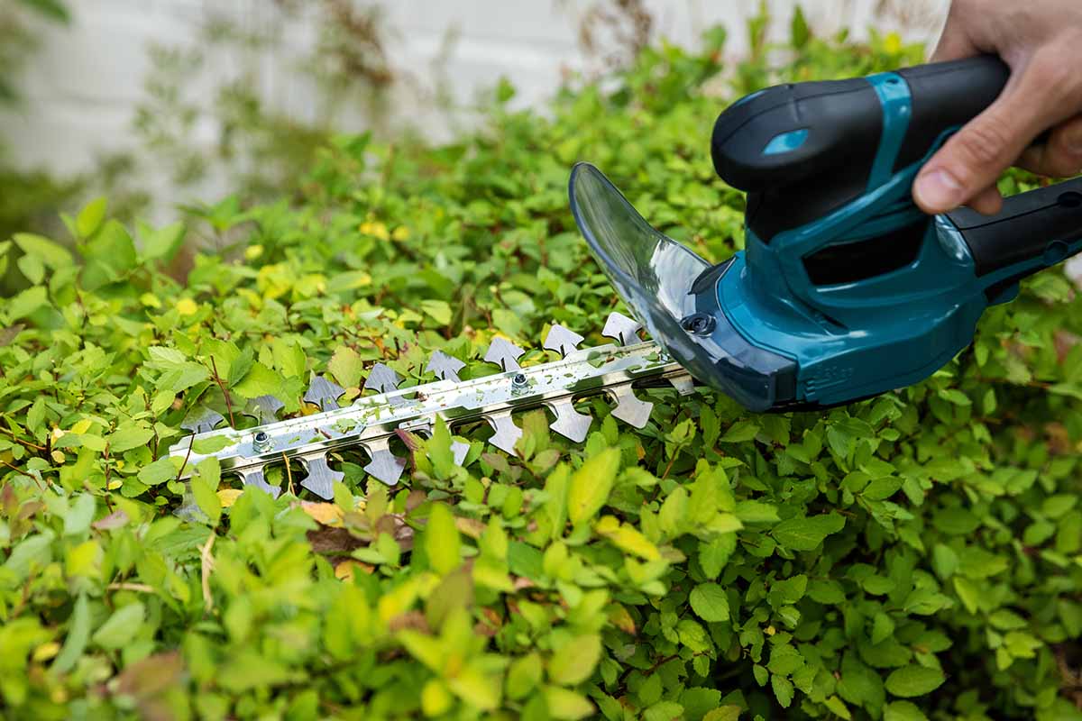 A close up horizontal image of a gardener using an electric hedge trimmer to prune a spirea shrub.