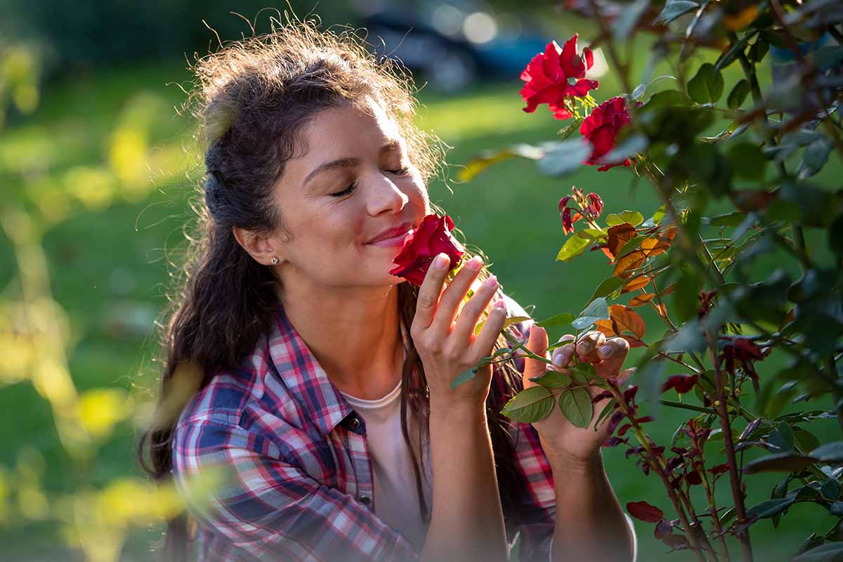 A close up horizontal image of a woman posing in front of a red rose smelling its delightful fragrance.