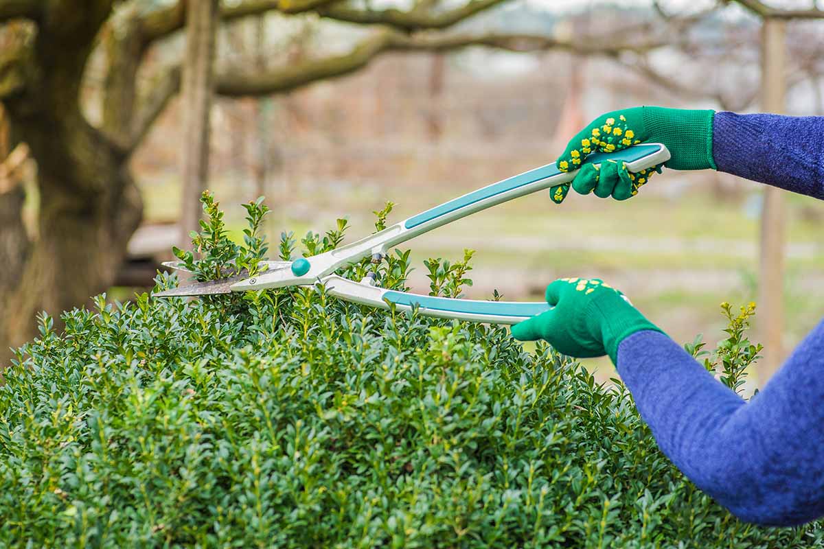 A horizontal image of a gardener pruning a boxwood shrub pictured on a soft focus background.
