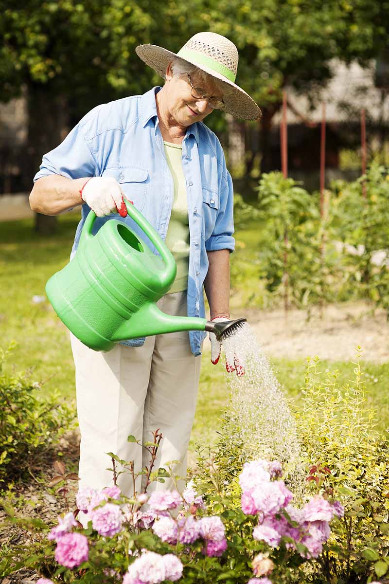 A vertical image of a gardener using a green watering can to irrigate flowers in the garden.