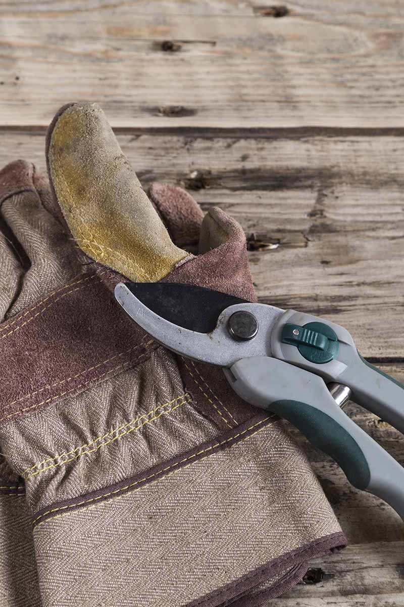 A close up vertical image of leather gardening gloves and a pair of pruners set on a wooden surface.