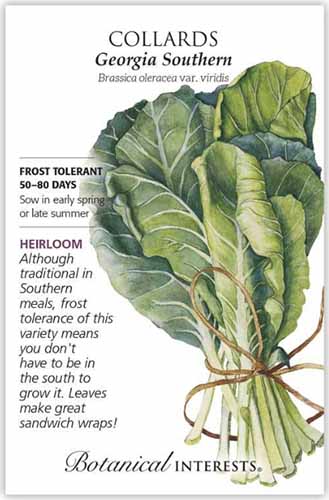 A close up of a seed packet of 'Georgia Southern' collard greens with text to the left of the frame and a hand-drawn illustration to the right.