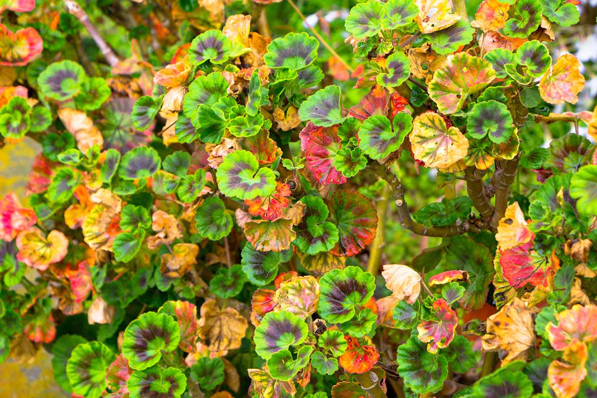 A close up horizontal image of zonal geraniums growing in the garden showing symptoms of disease.